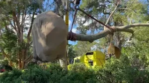 Installing Huge Tree/Lifting Off Truck/