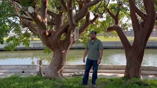 Gumbo Limbo Trees Transplant