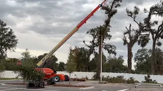 Removing Large Oaks