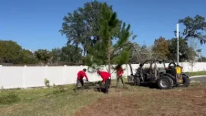 Large Slash Pine Planted