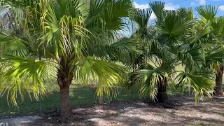 Chinese Fan Palm for Screening
