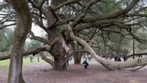 Huge Very Old Live Oak