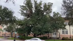 Southern Magnolia/Magnolia Grandiflora