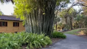 Tropical Blue Bamboo 50' Tall/