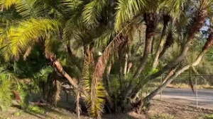 Huge Reclinata Palm