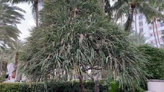 Screw Pine in Miami, Fl