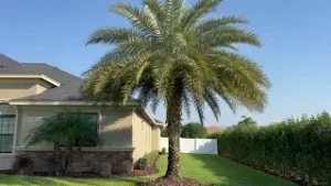 Sylvester Palm Planted by The Tree Planters