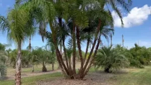 Reclinata Palm  Farm