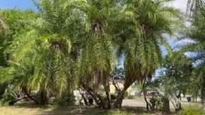 Huge Reclinata Palm For Sale