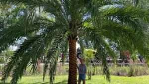 Happy Home Owner With Her Stunning Sylvester Palm