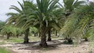 Sylvester Palm Field