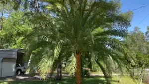 Beautiful Sylvester Palm