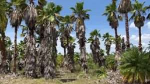 Washingtonia Palm Field
