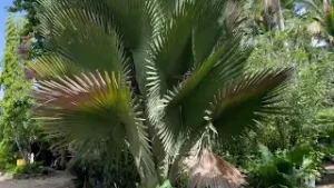 Giant Yarey Palm (Copernicia Fallaensis)