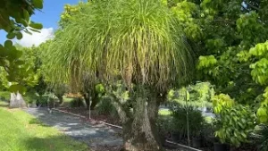 Ponytail Palm For Sale