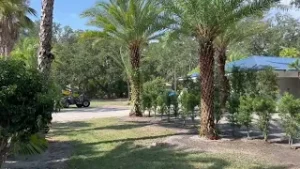 Three Large Sylvester Palms Planting