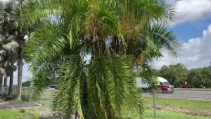Four Trunk Reclinata Palm