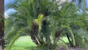 Multi-Trunk Reclinata Palm