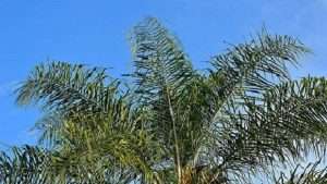 Beautiful Queen Palms