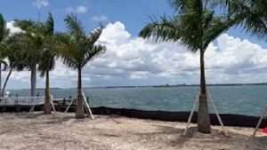 Royal Palms Planted on Harbor Island