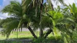 Unique Reclinata Palm