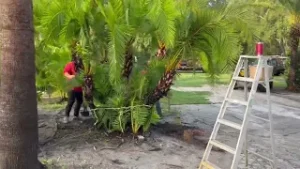 Digging a Reclinata Palm