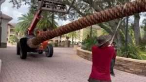 Moving Huge Majool Date Palm