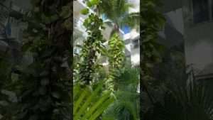 Pothos Vine Growing on Coconut Palm
