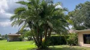 Transplanting a Big Reclinata Palm