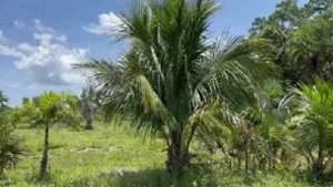 Plateau Coconut Palm