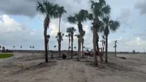 South Sea Plantation Large Palm Job