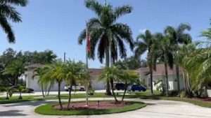 Royal Palm Replacement in Orlando