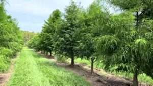 Beautiful Large Bald Cypress Trees For Sale