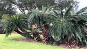 Unique King Sago Palm Planting