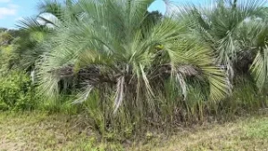Large Pindo Palms Field