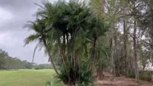 Need a Large Tree or Palm Transplanted?