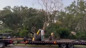 Royal Poinciana Tree Going Out For Planting