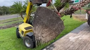 Loading a Big Multi-Trunk Palm