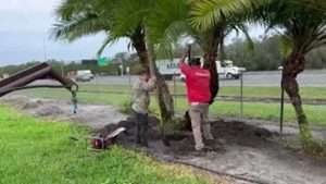 Digging Four Reclinata Palms For Transplanting