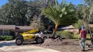 Planting a Sylvester Palm in Jacksonville
