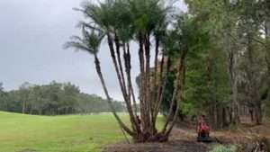 Trimming a Huge Reclinata Palm