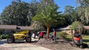 Planting Gorgeous Sylvester Palm