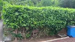 Hibiscus Privacy Hedge