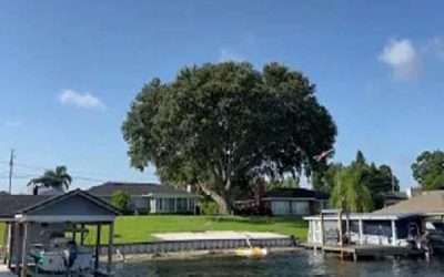 6 Reasons to Plant Oak Trees in Your Florida Home