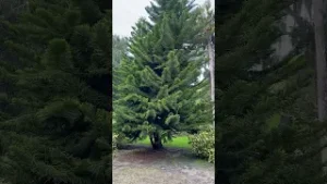 The Majestic Norfolk Island Pine