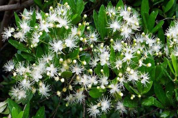 Best Flowering Trees to Add to Your Landscape in Florida