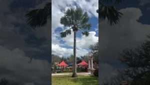 Let Us Plant a Huge Bismarck Palm In Your Landscape