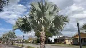 Want a Bismarck Palm