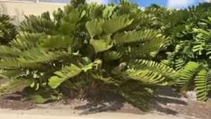 Cardboard Plant In The Cycad Family