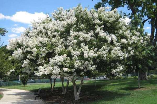 The Environmental Impact of Planting Flowering Trees